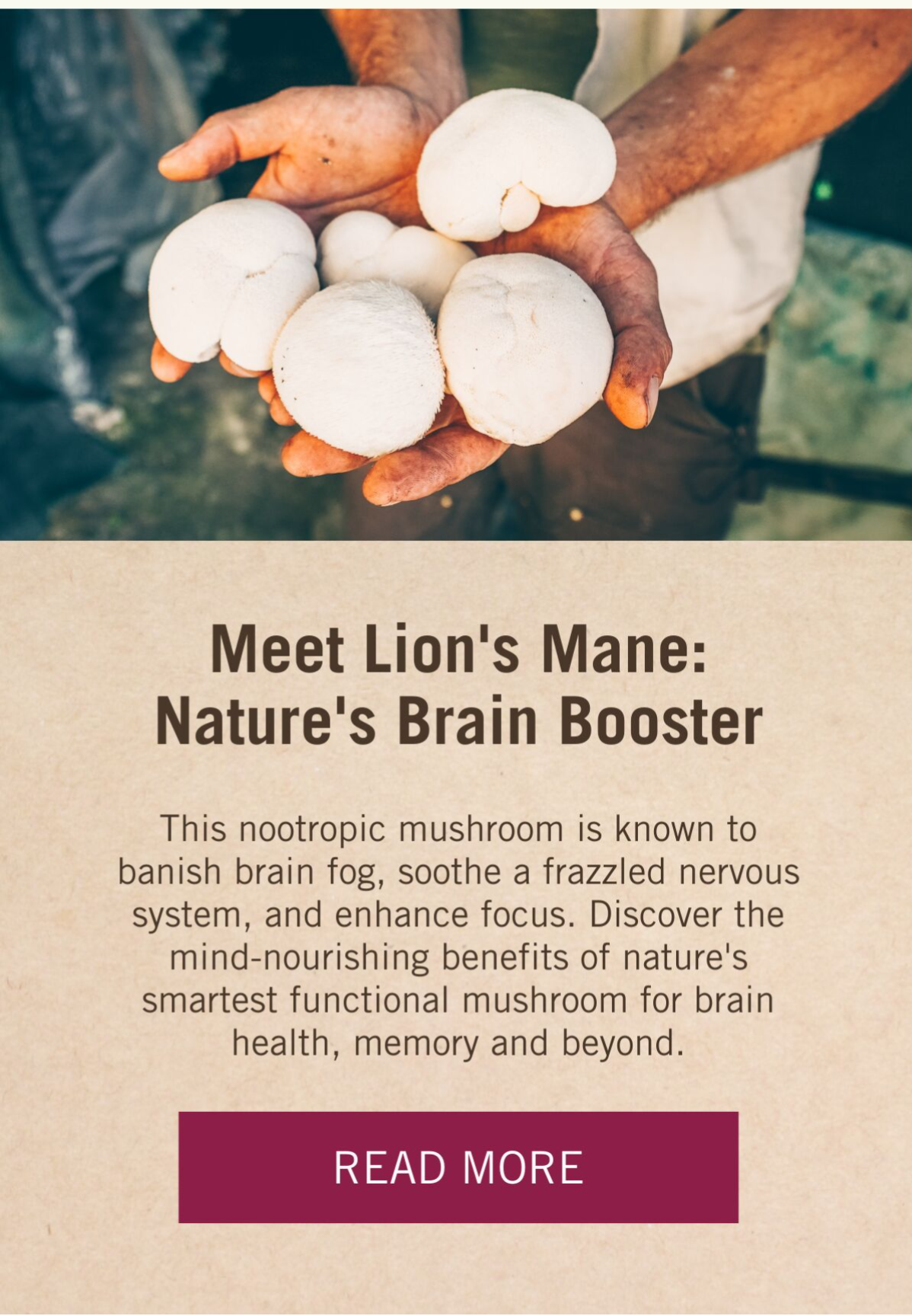 Meet the best mushroom for brain health 🧠🍄 Harmonic Arts