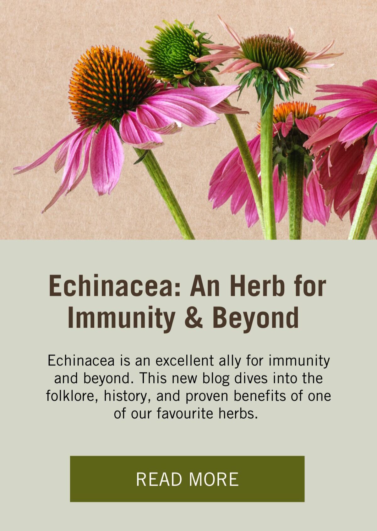 Meet the Herb Echinacea Harmonic Arts